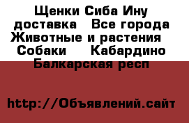 Щенки Сиба Ину доставка - Все города Животные и растения » Собаки   . Кабардино-Балкарская респ.